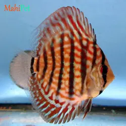 ماهی دیسکس ترکوئیز سایز 3.5 اینچ