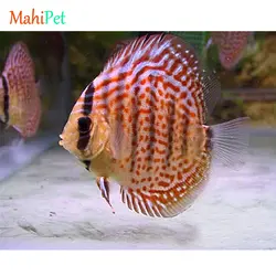 ماهی دیسکس ترکوئیز سایز 3.5 اینچ