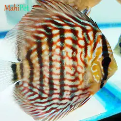 ماهی دیسکس ترکوئیز سایز 3.5 اینچ