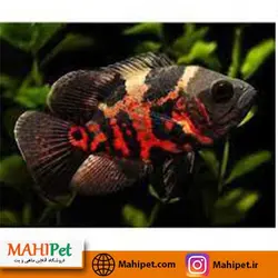 اسکار تایگر 5-6 سانت
