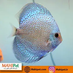 دیسکس بلو اسنیک 6 اینچ