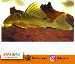 ماهی کت فیش خاص گرین فانتوم 15 تا 16 سانت