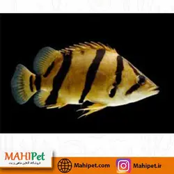 ماهی تایگر سوماترا 8 تا 10 سانت