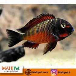 ماهی تروفئوس رد موری 5 تا 6 سانت