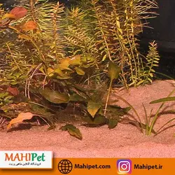 شن سنسیبار رد JBL (10kg)