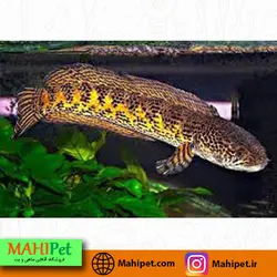 خرید چانا ( سرماری ) گلدن کبری - ماهی پت| فروشگاه اینترنتی آکواریوم و ماهی