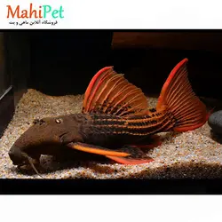 ماهی کت فیش خاص L24