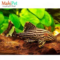 ماهی کت فیش خاص رویال L191