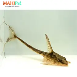 ماهی کت فیش دم عقربی 5 تا 7 سانت