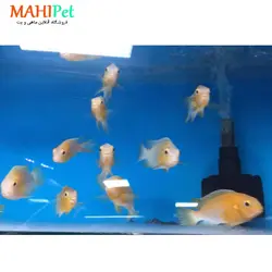 ماهی ردچیک 7 تا 10 سانت