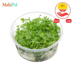 گیاه آکواریومی رانونکلوس گرین (کشت بافت)