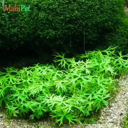 گیاه آکواریومی رانونکلوس گرین (کشت بافت)