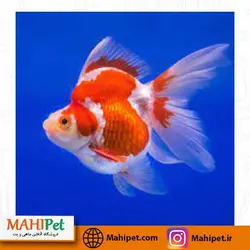 خرید گلدفیش ریوکین 10 تا 12 سانت - ماهی پت| فروشگاه اینترنتی آکواریوم و ماهی