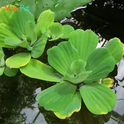 گیاه کاهو آبی متوسط (10 تا 15 سانت)
