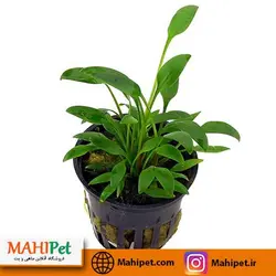 گیاه آکواریومی کریپتون ویلیسی (گلدانی)