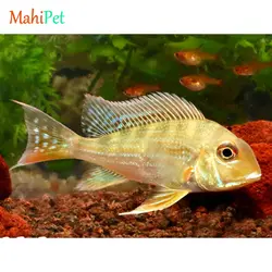 ماهی پروکسیموس 7-8 سانت