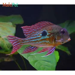 ماهی پروکسیموس 7-8 سانت