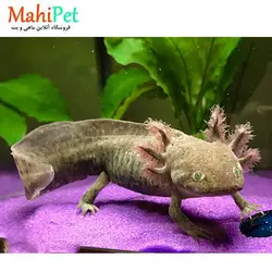 خرید اکسولوتل سبز 10 سانت - ماهی پت| فروشگاه اینترنتی آکواریوم و ماهی