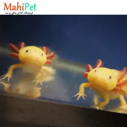 اکسولوتل صورتی 10 سانت