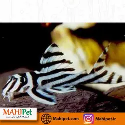 ماهی کت فیش خاص  L46 مولد