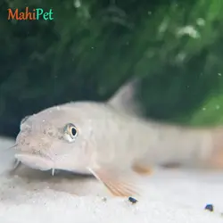 ماهی کت گاراروفا (دکتر فیش) سوپر سایز