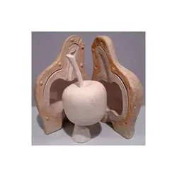 گچ ریخته گری چینی مظروف - فروشگاه اینترنتی صفوی زاده