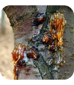 بره موم خام کوهدشت