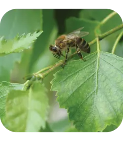 بره موم خام کوهدشت