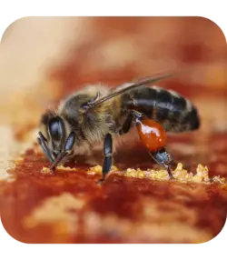 بره موم خام کوهدشت