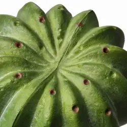 کاکتوس سه عددی ایکیا  FEJKA
