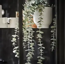 گلدان اکالیپتوس ایکیا