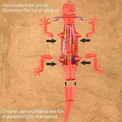 ربات مارمولک(Lizard) 36 سانتی چرخ دنده ای موزیکال و حرکتی باتری خور