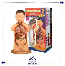 مولاژ نیم تنه انسان مدل عروسکی