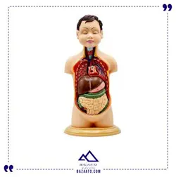 مولاژ نیم تنه انسان مدل عروسکی