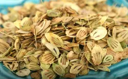 گلپر درشت اعلاء