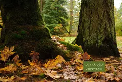 بک دراپ فضای باز پاییزی نوزاد و کودک کد IBD-6026