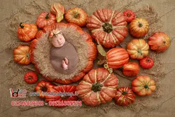 بک گراند عکاسی نوزاد تم هالووین بسیار زیبا کد IBD-7701