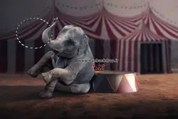 بک گراند عکاسی فانتزی پسرانه سیرک و فیل کد IBD-5696