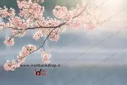 بک گراند عکاسی فضای باز بهار و شکوفه ها کد IBD-6309
