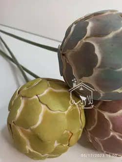 گل فوم کاکتوس توپی