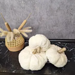 کدو تدی سفید شیری