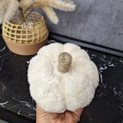 کدو تدی سفید شیری