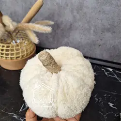 کدو تدی سفید شیری