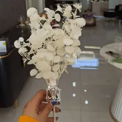 بوته اکالیپتوس گلدار سفید