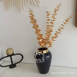 شاخه گل بزرگ اکالیپتوس طلایی