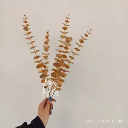 شاخه گل بزرگ اکالیپتوس طلایی