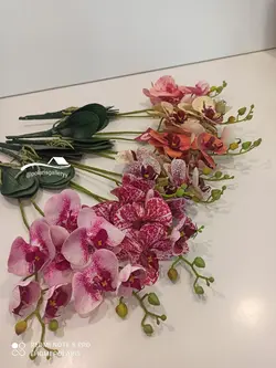 ارکیده لمسی دو بازو برگ دار وارداتی