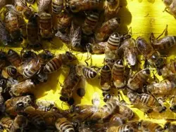 عسل گشنیز میرنجمی - 500 و 900 گرم