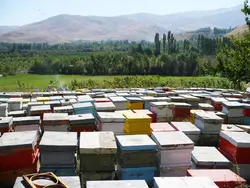 عسل کنار میرنجمی - 500 و 900 گرم