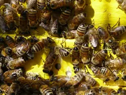 عسل کنار میرنجمی - 500 و 900 گرم